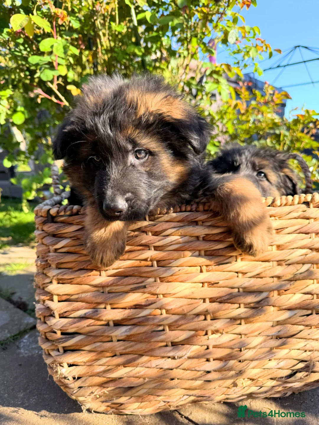 German Shepherd dogs for sale: Gorgeous long haired KC registered pups - Advert 2