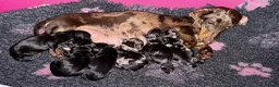 Miniature Dachshund dogs for stud: STUD Mini Dachshund  - Advert 9