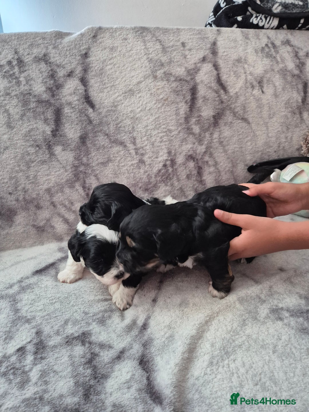Bichon Frise dogs for sale: Bichon frise  - Image 11