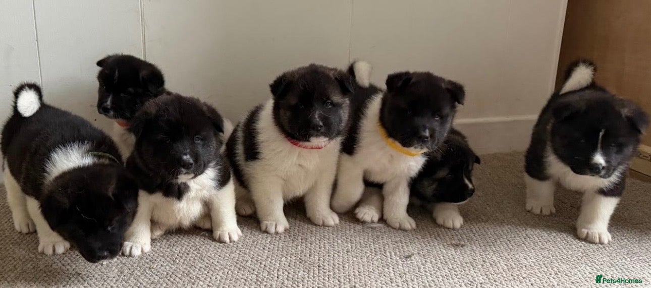Akita dogs for sale: Chunky Akita puppies - Advert 14