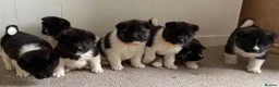 Akita dogs for sale: Chunky Akita puppies in Liverpool - Advert 1