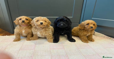 Cavapoochon dogs - Advert 10