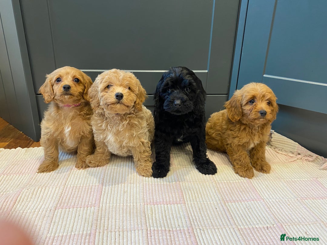 Cavapoochon dogs for sale: Gorgeous litter of Cavapoochon  - Image 2