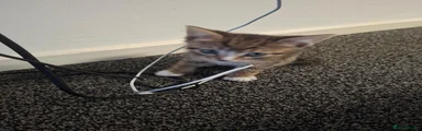 Tabby 1