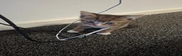 Mixed Breed cats for sale: Adorable Tabbies and Tuxedos for sale ❤️ - Advert 7
