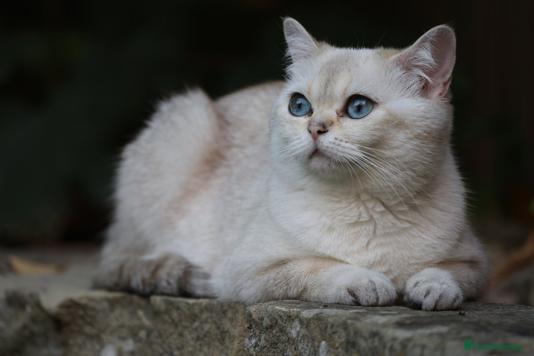 British Shorthair cats for sale: TICA British Shorthair Kittens Champion bloodline in Bedford - Image 4