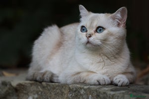 British Shorthair cats in Bedford - Advert 6