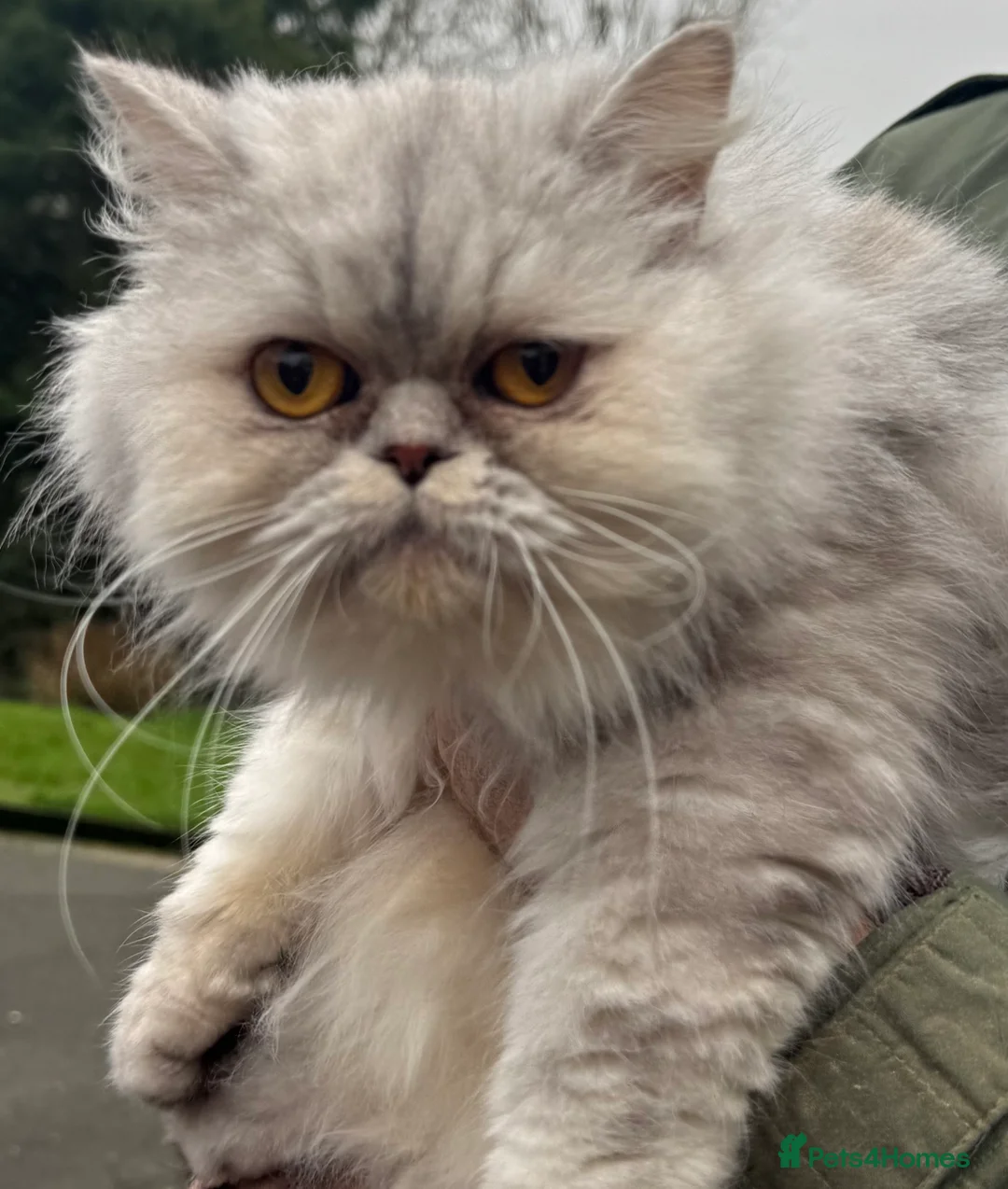 Persian cats for sale: Beautiful young Chinchilla Persian sisters - Advert 5