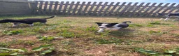 Border Collie dogs for sale: 9 Border Collie Puppies For Sale - Advert 6