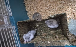 Hamster rodents for sale: Russian hamsters babies  - Advert 7