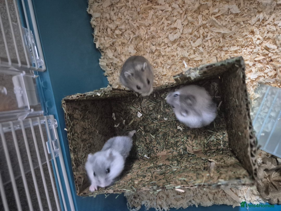 Hamster rodents for sale: Russian hamsters babies  - Advert 7