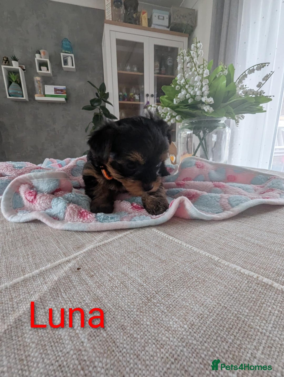 Yorkshire Terrier dogs for sale: Stunning yorkshire terriers for sale - Image 18