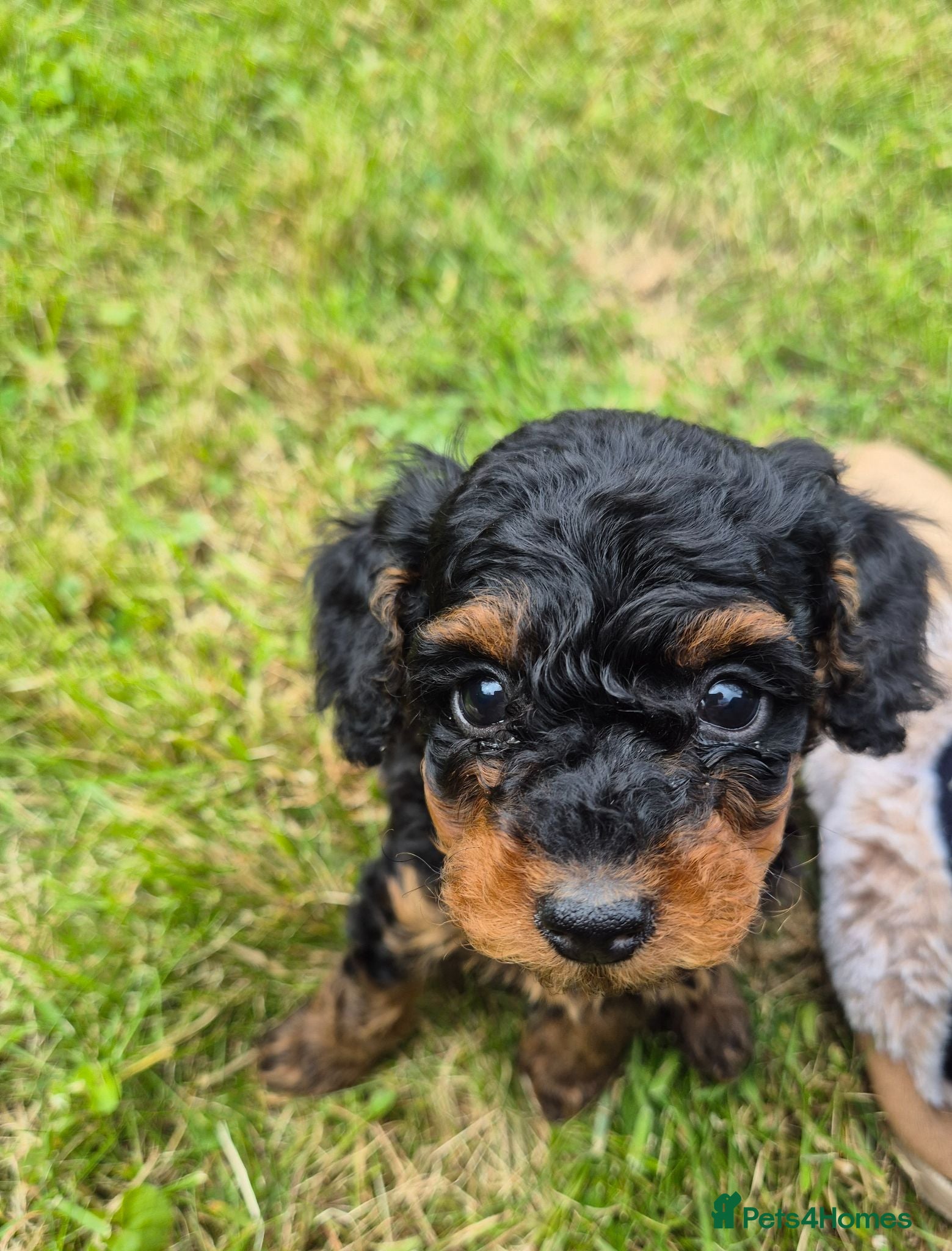 Toy Poodle dogs Stunning Phantom Toy Poodles  - Advert 3