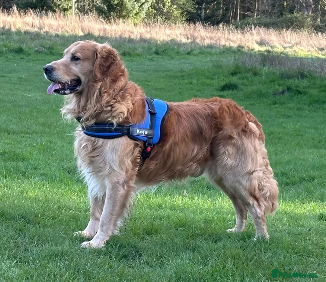 Golden Retriever dogs for sale: 🤍🧸 last puppy girl looking for her forever home - Advert 16