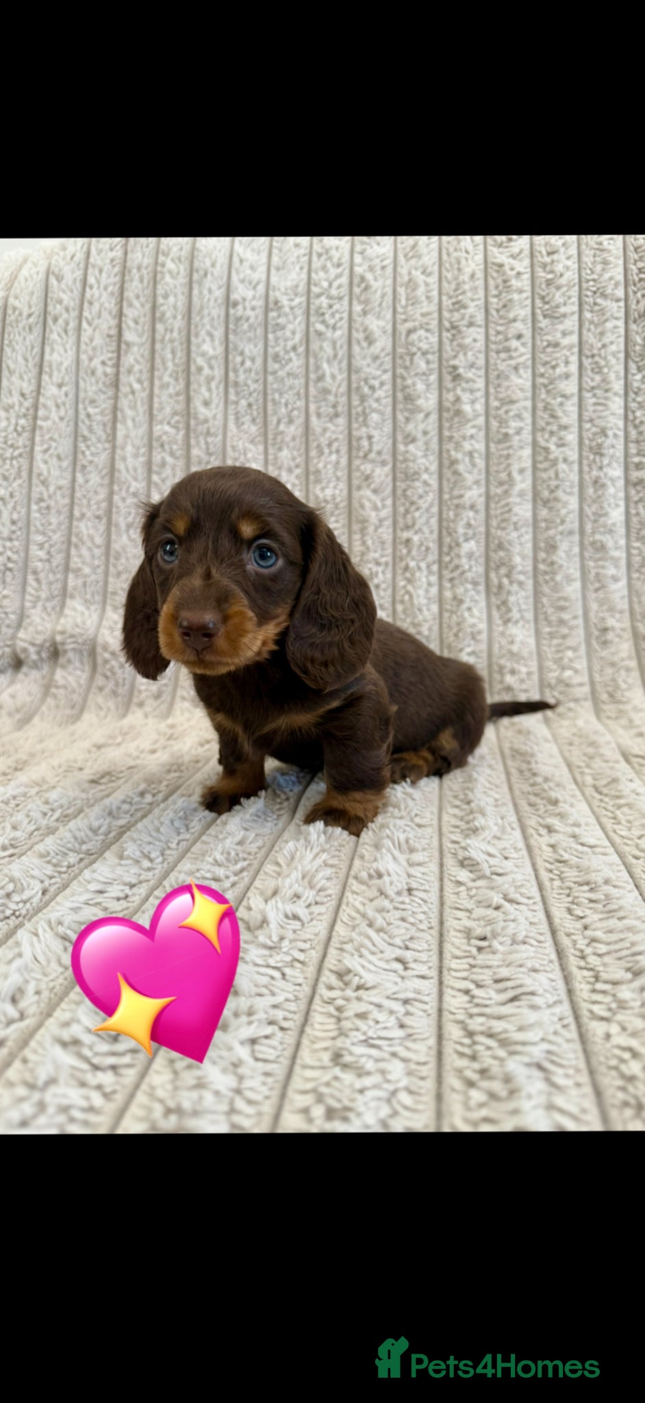Miniature Dachshund dogs Quality long hair minature dachshund looking 🏡 - Advert 1
