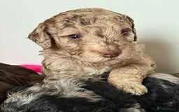 Cockapoo dogs for sale: Stunning Merle cockapoos - Image 22