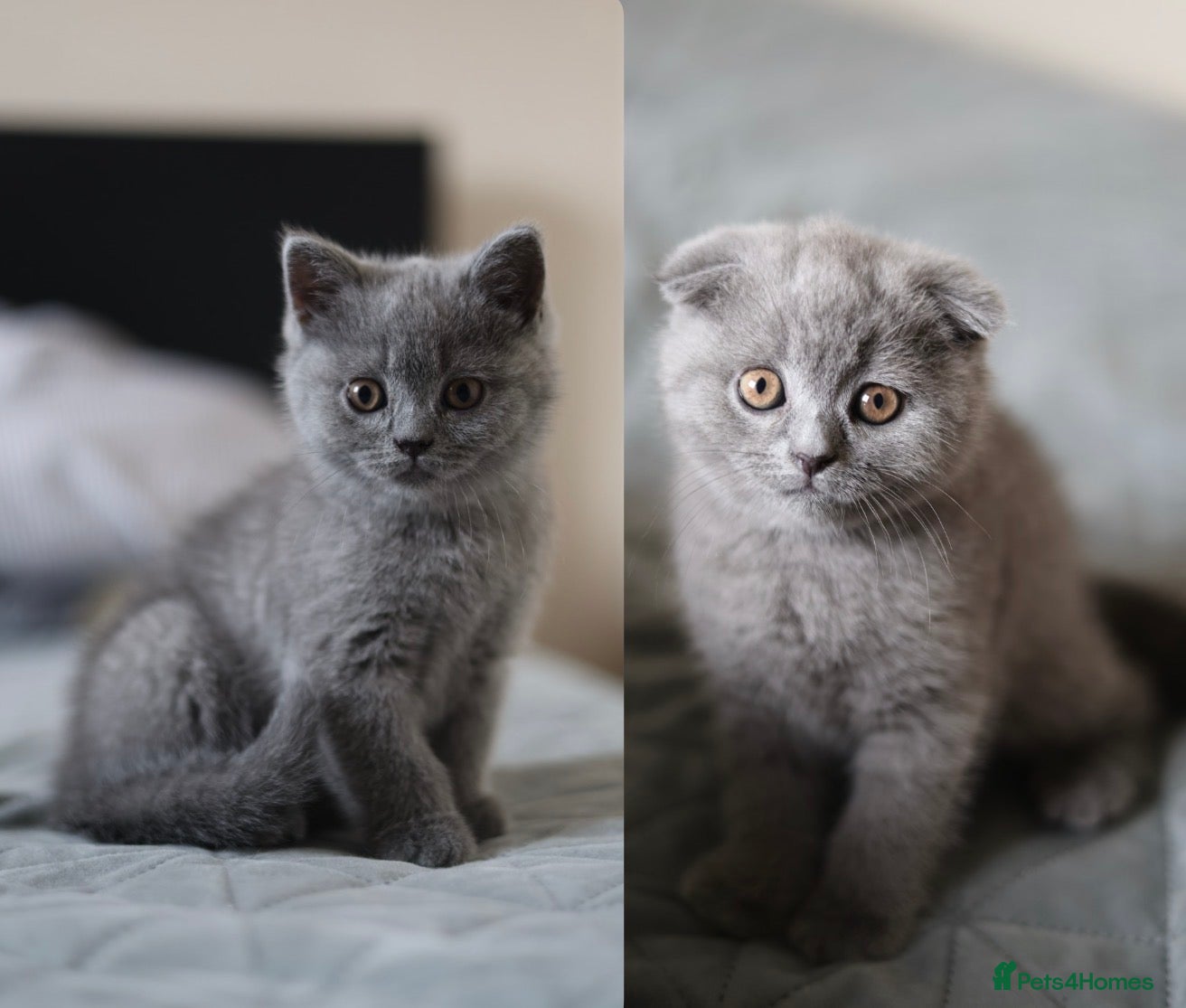British Shorthair cats Available Now–2 Adorable Kittens 🐾 2 Girls - Advert 12