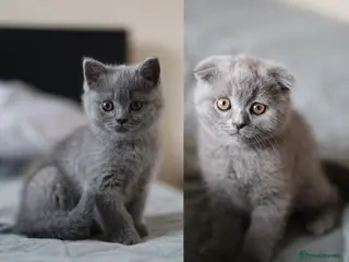British Shorthair cats Available Now–2 Adorable Kittens 🐾 2 Girls - Advert 12