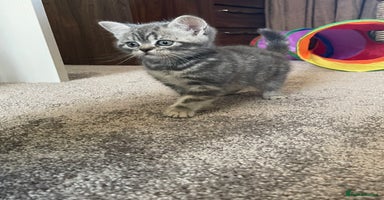 British Shorthair cats - Advert 1