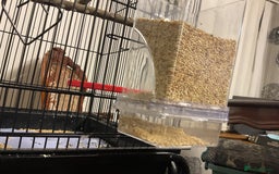 Budgerigars birds for sale: 🐦 Tame English Budgie + Full Setup (3yr Old Male) - Image 12