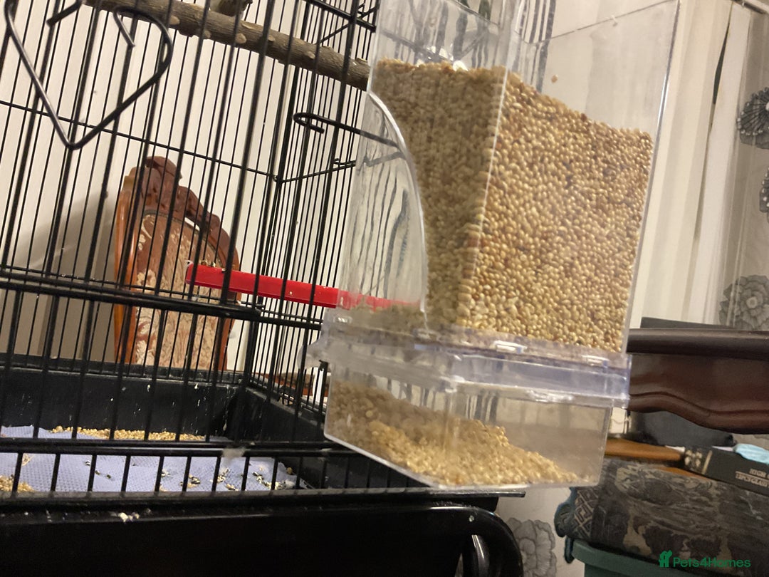 Budgerigars birds for sale: 🐦 Tame English Budgie + Full Setup (3yr Old Male) - Image 12