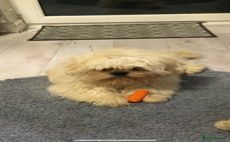 Shih Tzu dogs - Advert 1