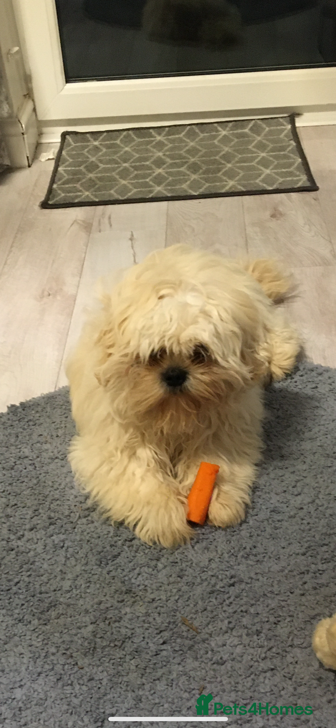 Shih Tzu dogs for sale: Shiz shu - Image 1