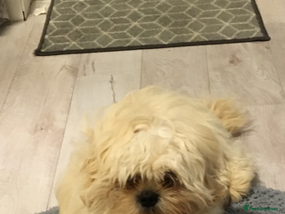 Shih Tzu dogs - Advert 14