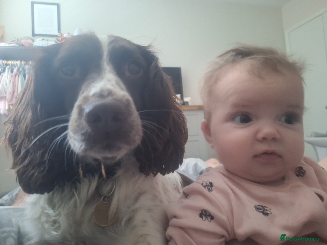 English Springer Spaniel dogs Litter of beautiful springer spaniel  in Louth - Advert 1