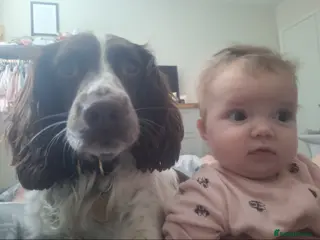 English Springer Spaniel dogs Litter of beautiful springer spaniel in Louth - Advert 2