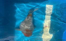 Koi Carp fish for sale: Various koi carp for sale  - Image 8
