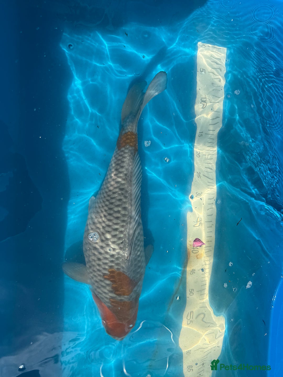 Koi Carp fish for sale: Various koi carp for sale  - Image 8