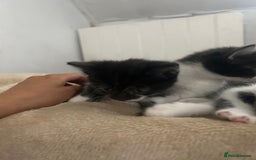 Mixed Breed cats for sale: Beautiful marking very fluffy  - Image 23