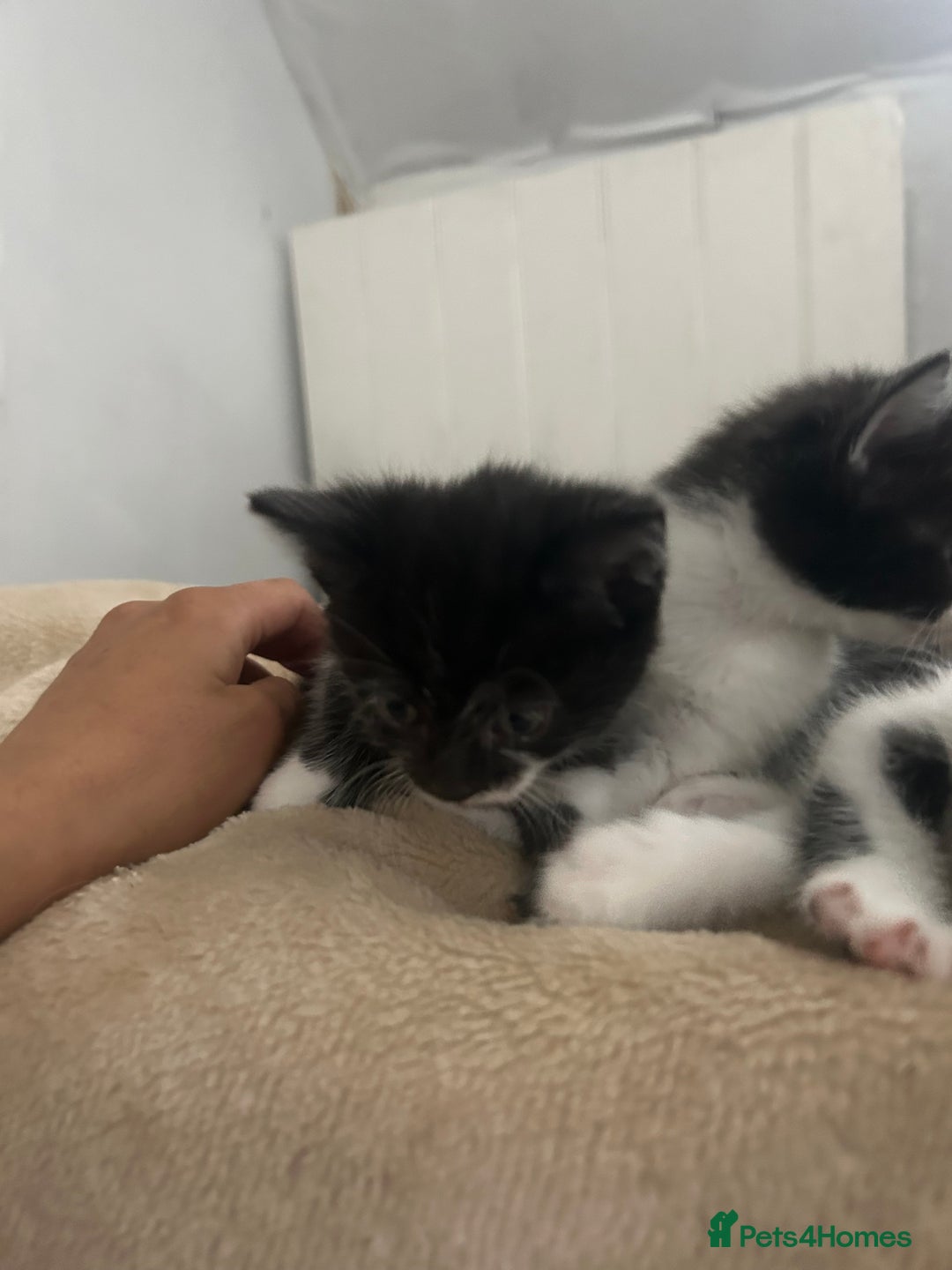 Mixed Breed cats for sale: Beautiful marking very fluffy  - Image 23