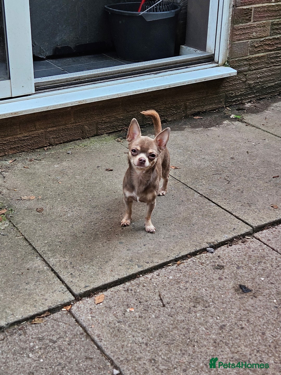 Chihuahua dogs for sale: Kc lilac small chihuahua  - Image 10