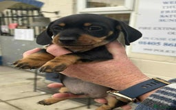 Miniature Dachshund dogs for sale: Miniature smooth haired dachshunds  - Image 22