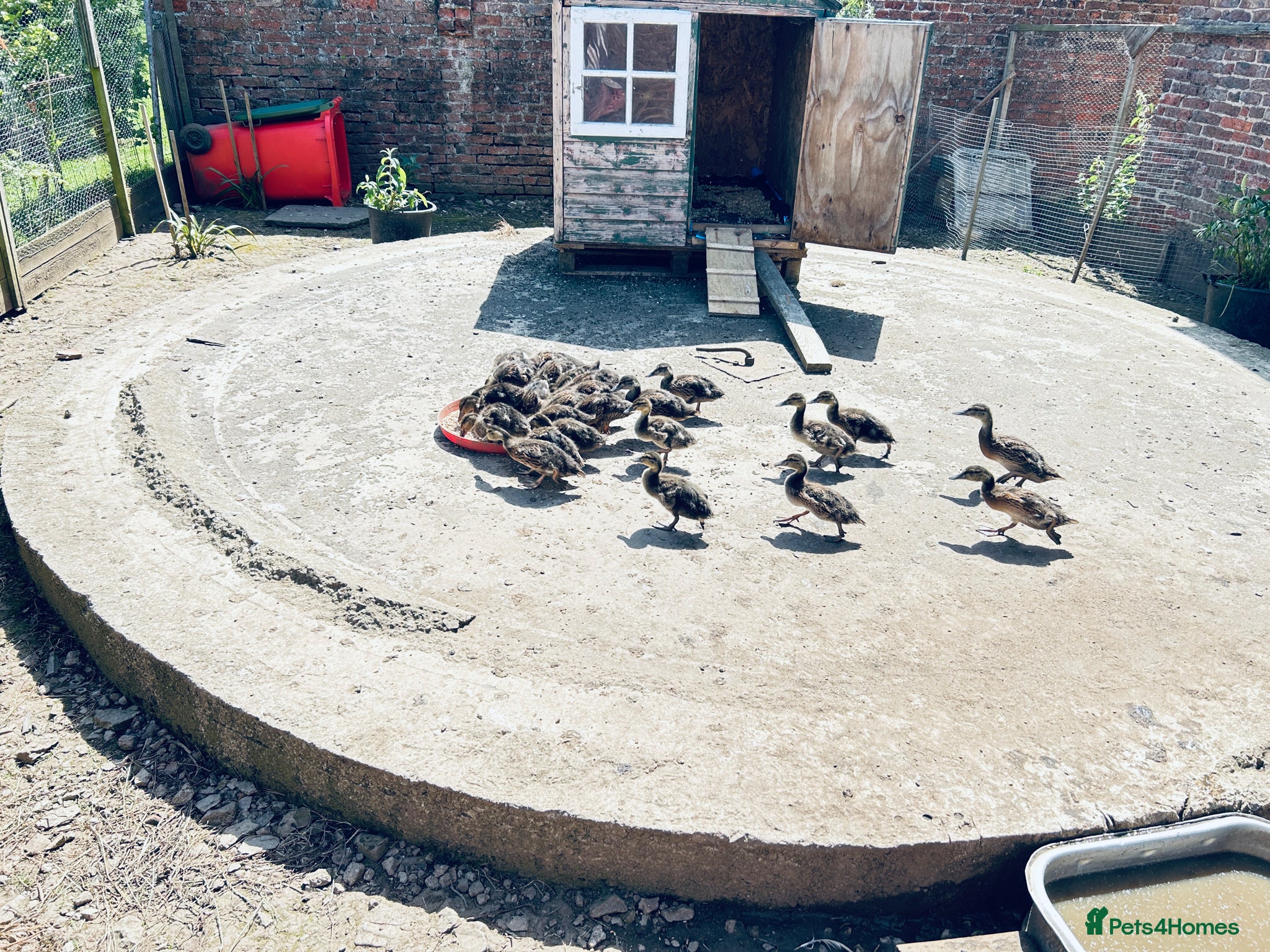 Ducks poultry Mallard Ducks 6 weeks old ready now 6 for £30 - Advert 13