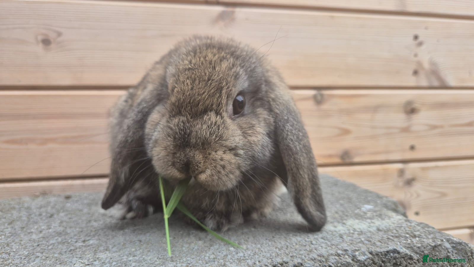 Mini Lop rabbits 2 Mini lops and 4 lionlops  8 weeks old 31/07/26 - Advert 16