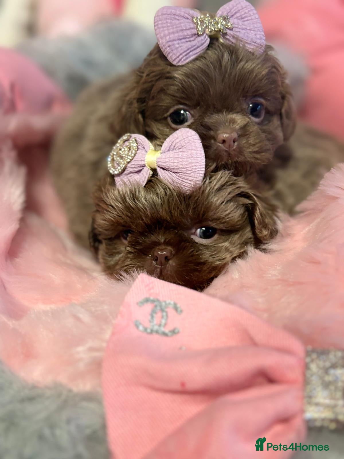 Shih Tzu dogs HEALTH TESTED KC Reg Female - Advert 13