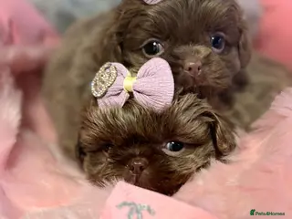 Shih Tzu dogs HEALTH TESTED KC Reg Female - Advert 11