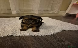 Yorkshire Terrier dogs for sale: Yorkshire terrier pappy for sale - Image 11