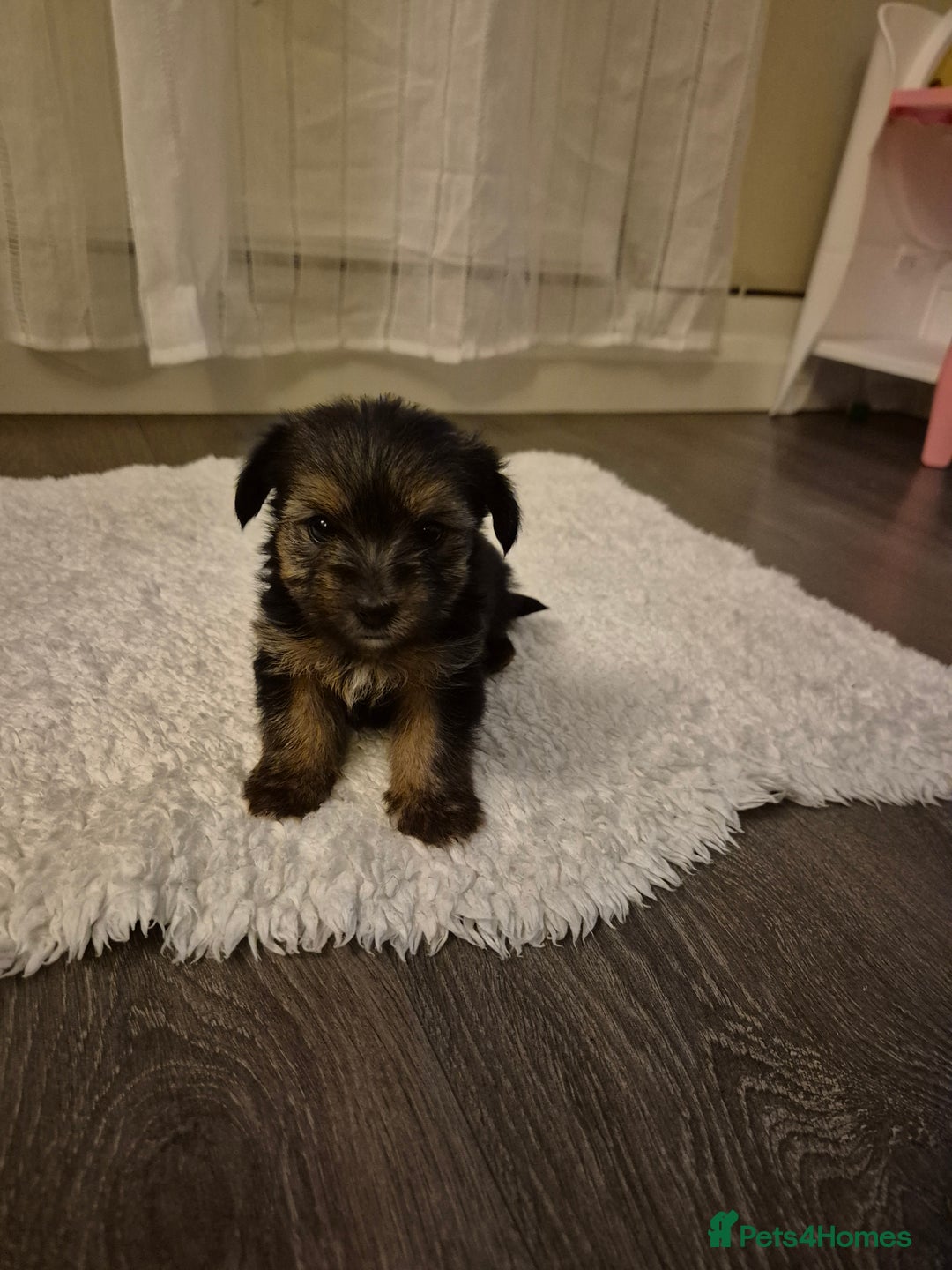 Yorkshire Terrier dogs for sale: Yorkshire terrier pappy for sale - Image 11