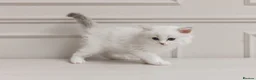 Ragdoll cats for sale: Best Ragdoll kittens - Advert 4