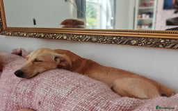 Mixed Breed dogs for adoption: Brooke & Nina are looking for a home together. - Image 3