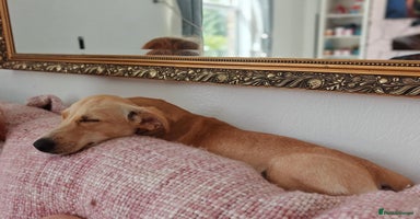 Mixed Breed dogs - Advert 6