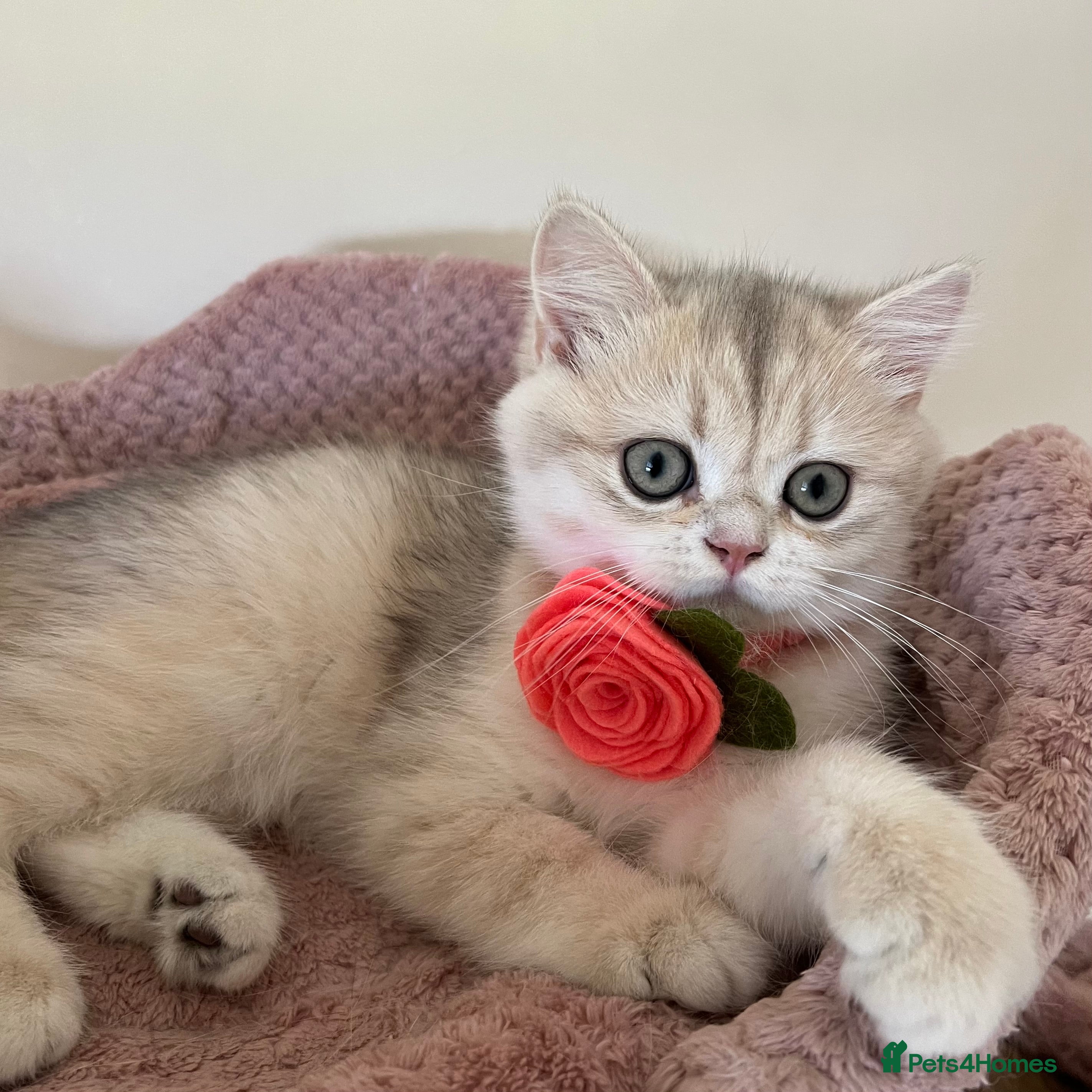British Shorthair cats Delightful Golden Sunbeams :) - Advert 2