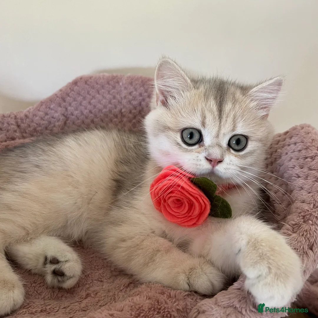British Shorthair cats for sale: Delightful Golden British Shorthair Kittens - Advert 2