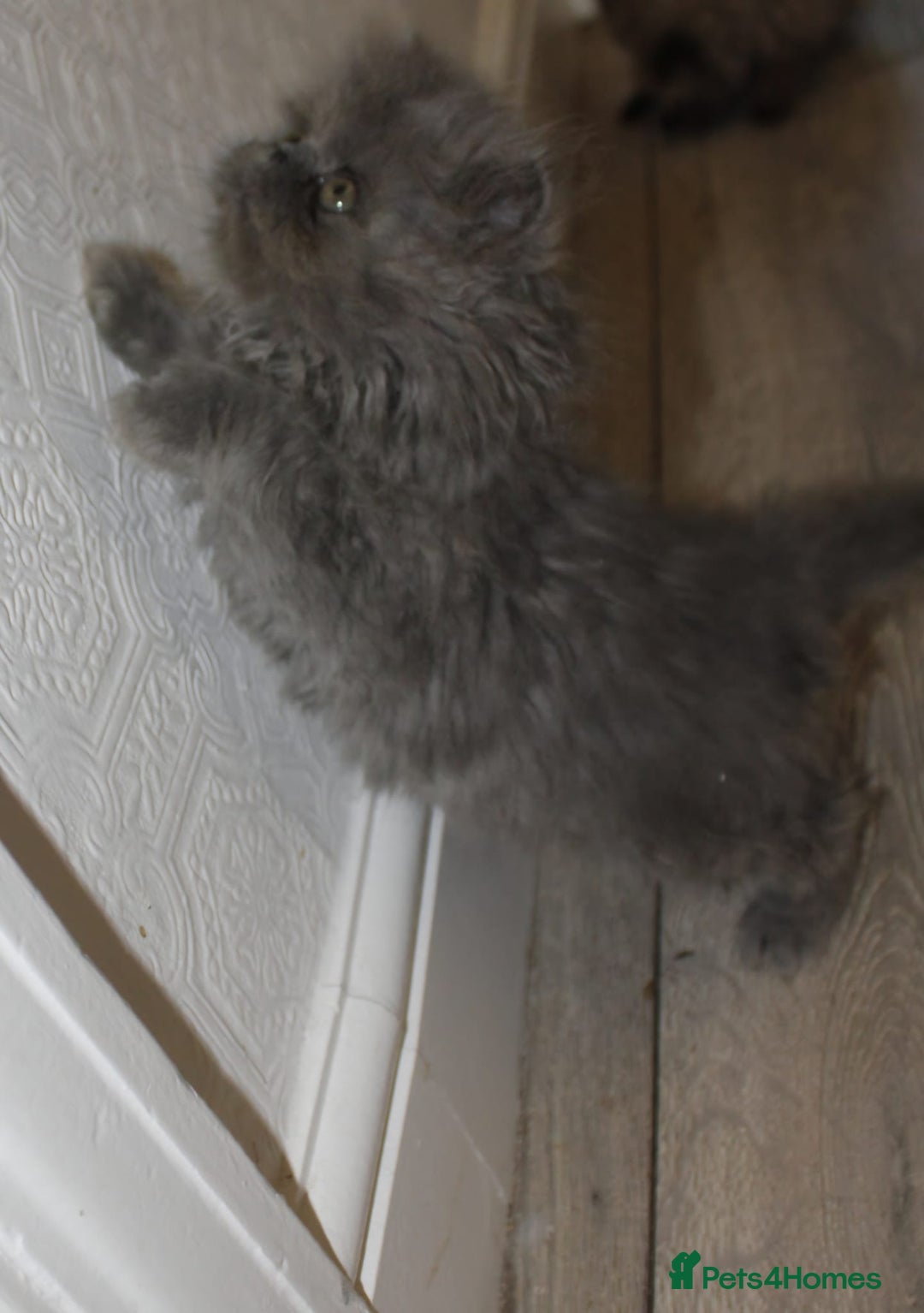 Persian cats for sale: Beautiful Female Kittens Ready for Loving Homes - Advert 7