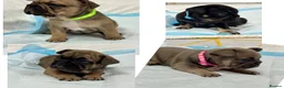 French Bulldog dogs for sale: Beautiful litter of  French Bulldog  - Advert 3