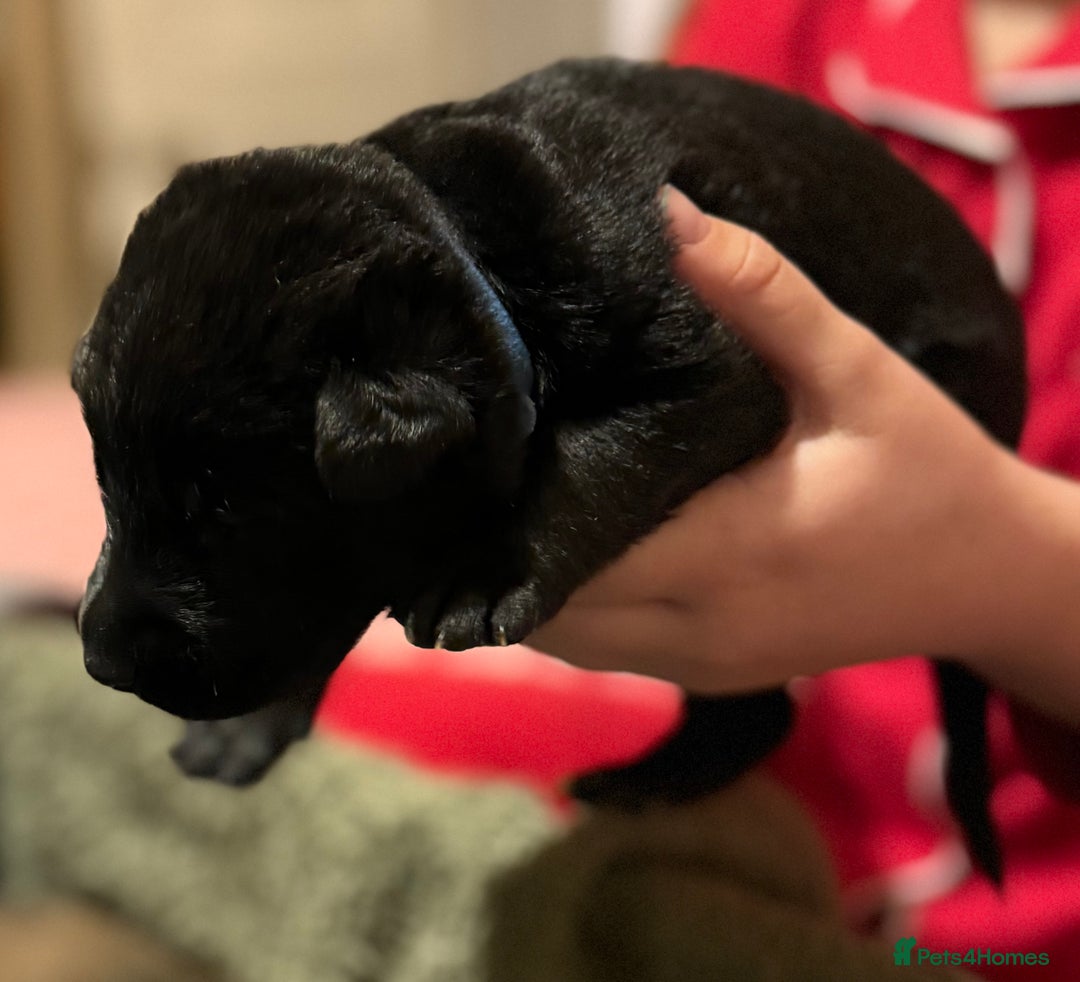 Mixed Breed dogs for sale: German shepherd, Labrador mix puppies for sale  - Advert 5